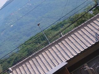 20250621_081618475.JPG