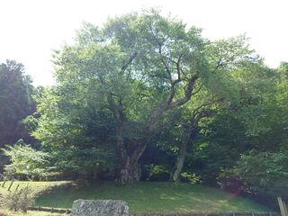 20250621_095150415.JPG