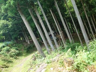 20250621_131307259.JPG