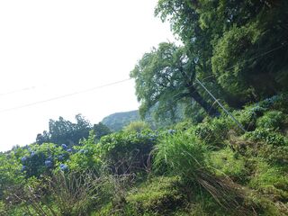 20250621_131314184.JPG