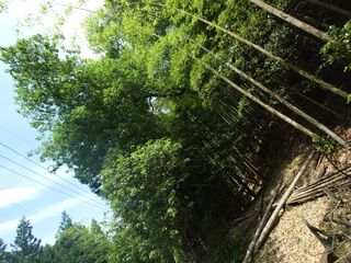 20250621_134207349.JPG